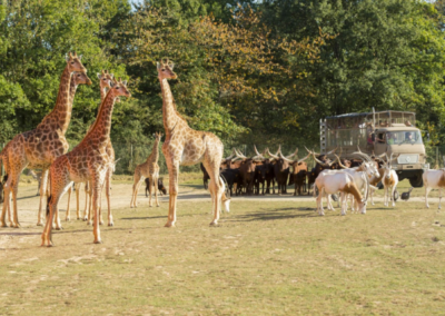 Planète Sauvage – Le plus grand parc safari de France, à 20 min